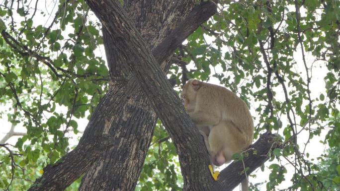 猴子在热带雨林的树上吃芒果。