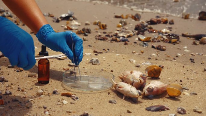 科学家通过切割某些部位来检验水生动物死亡的证据