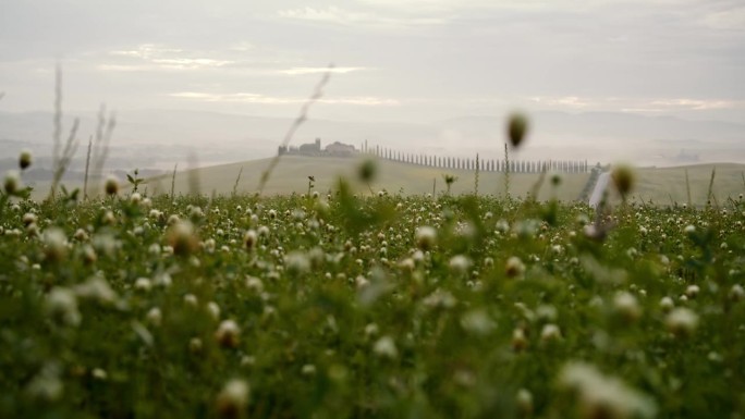 白色的花朵生长在托斯卡纳宁静乡村田园诗般的田野里