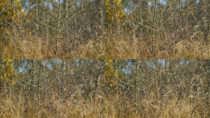 枯枝丛生的小灌木，模糊的秋日阳光照射下的森林背景，镜头缓缓滑向一边