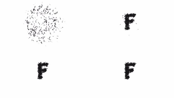 动画万圣节字体形成的飞行蝙蝠字符F与alpha