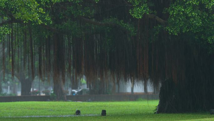 榕树雨景