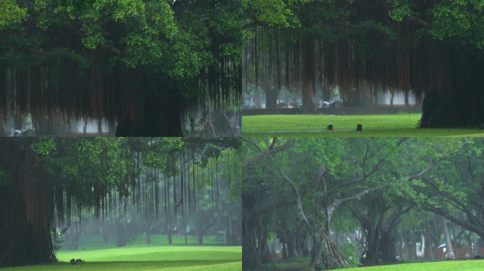 榕树雨景