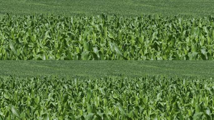 玉米，玉米农业，自然田野背景。