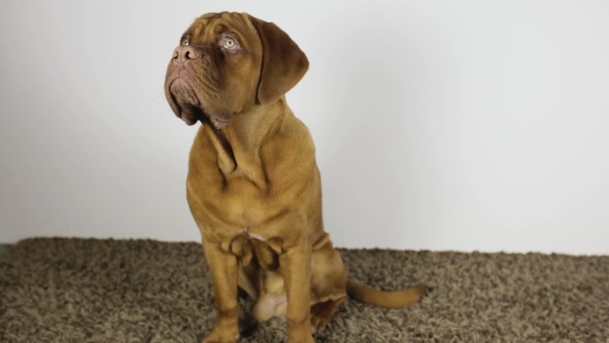 一只巨大的法国獒犬小狗正坐在地毯上等待款待。棕色纯种短头犬坐着看着镜头。