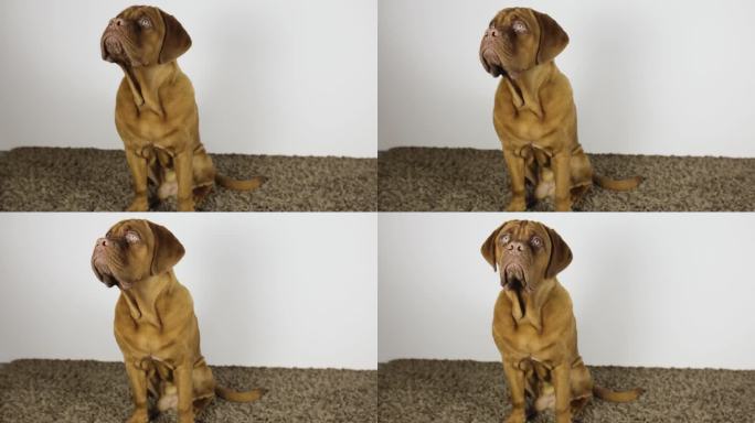 一只巨大的法国獒犬小狗正坐在地毯上等待款待。棕色纯种短头犬坐着看着镜头。