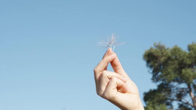 在一个特写镜头中，天鹰花的空中种子像小降落伞一样从女孩的手中释放出来，在蓝天的背景下向上翱翔。