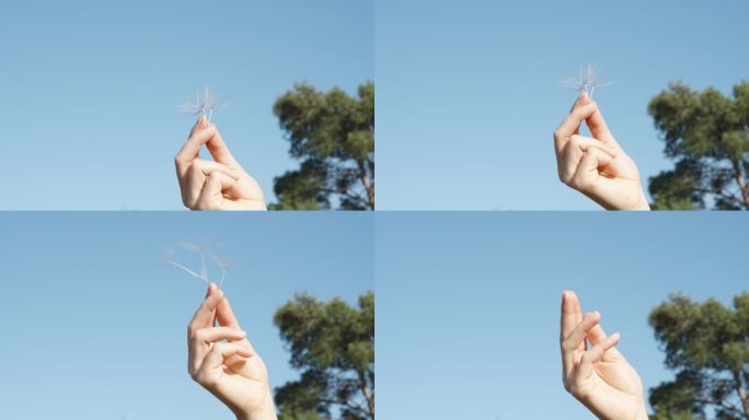 在一个特写镜头中，天鹰花的空中种子像小降落伞一样从女孩的手中释放出来，在蓝天的背景下向上翱翔。