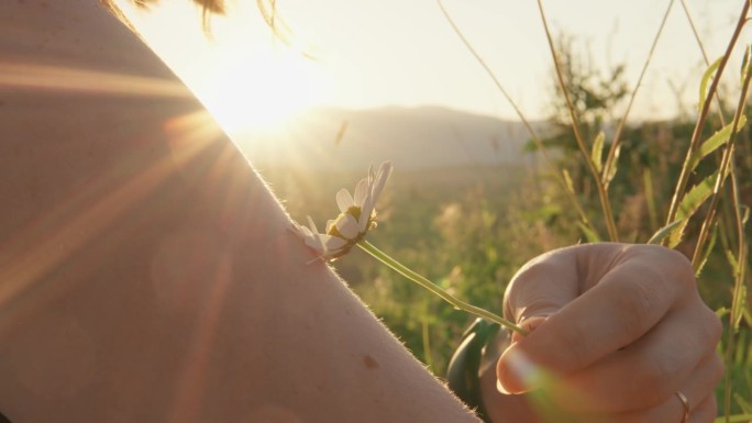 夕阳下少女手中的一朵花。天然化妆品的概念来源于天然的皮肤成分。洋甘菊作为一种野花和药用植物。浪漫的时