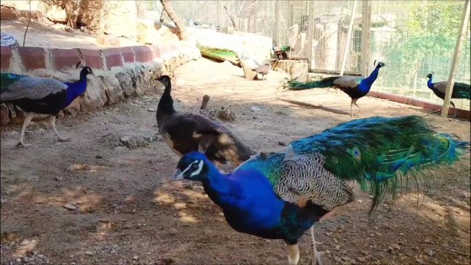 一只色彩鲜艳的孔雀走在动物园的围栏里