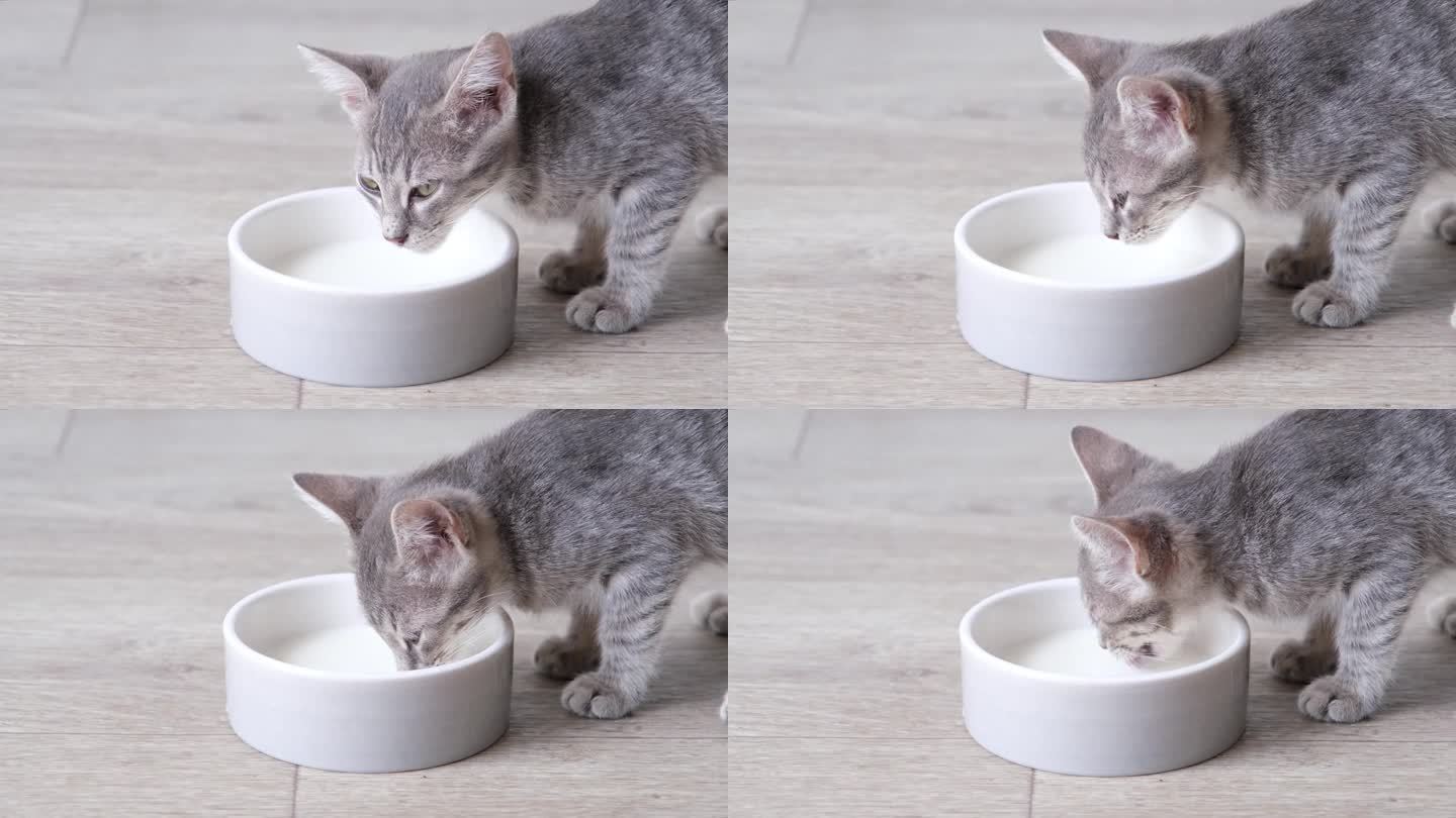 可爱有趣的小猫在家里喝牛奶