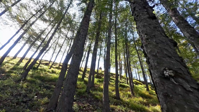 山坡上的松树林森林阳光透射广角大自然