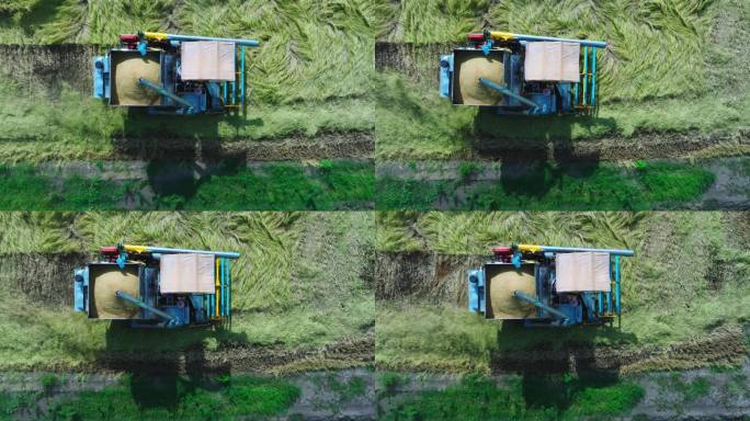 现代农场的工人在田地里用联合收割机收割水稻和成熟的小麦，鸟瞰图和跟踪镜头捕捉到了农业机械的运作。