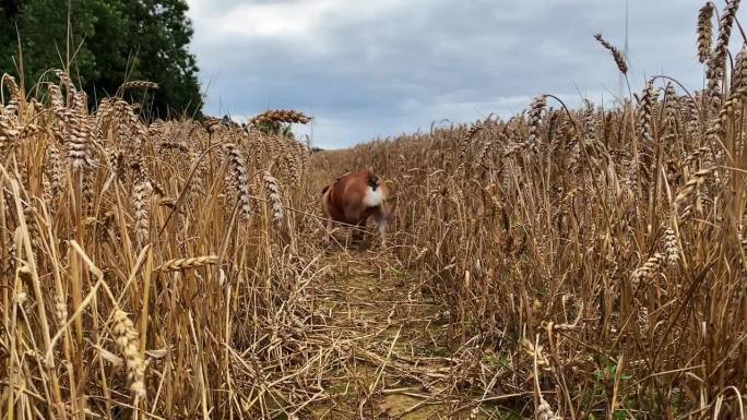 在温暖的夏日里，戴着橙色挽具的三色英国斗牛犬在麦田里奔跑