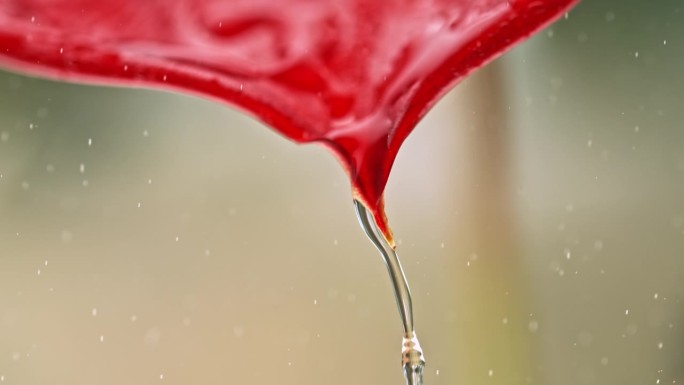 水从一片红叶上滴下来