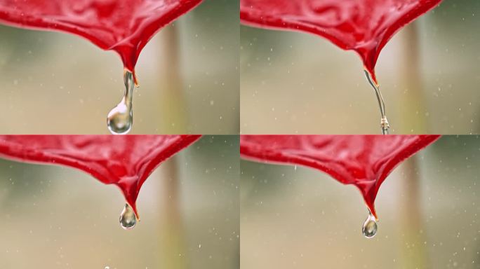 水从一片红叶上滴下来