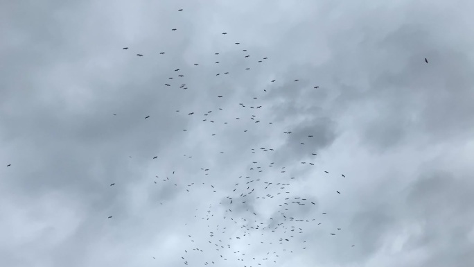 一群候鸟的底部视图图片，一群候鸟在天空中盘旋，多云和戏剧性的天气
