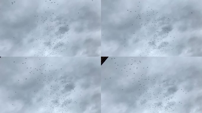 一群候鸟的底部视图图片，一群候鸟在天空中盘旋，多云和戏剧性的天气