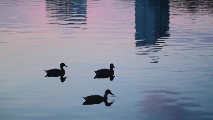 鸭子在湖里。野生池塘里有游禽，池塘里有野鸭，自然城市湖上的夕阳，水禽在水中的剪影