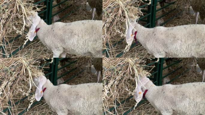 一只羊在牧羊场吃干草，特写