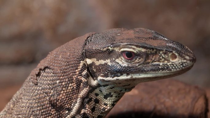 黄斑巨蜥(Varanus panoptes)或阿格斯巨蜥的特写，张开嘴巴，露出舌头