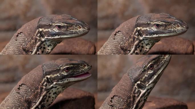 黄斑巨蜥(Varanus panoptes)或阿格斯巨蜥的特写，张开嘴巴，露出舌头