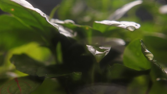 热带多肉植物和苔藓生长在一个罐子极端特写。树叶背景上的水滴