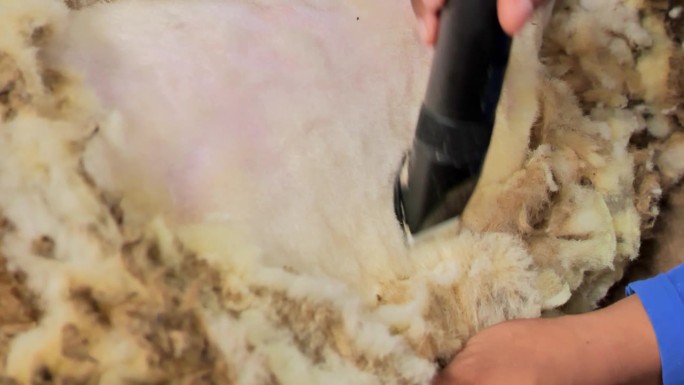 在印度尼西亚的一个乡村农场，农民们正在剪羊毛。羊被放在地上。特写镜头。