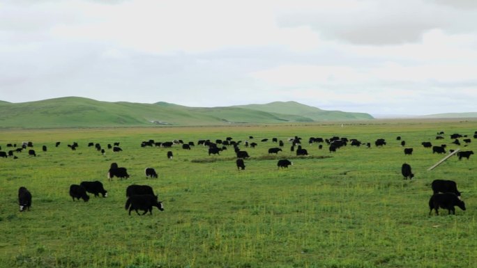 平原上的一群牦牛牦牛
