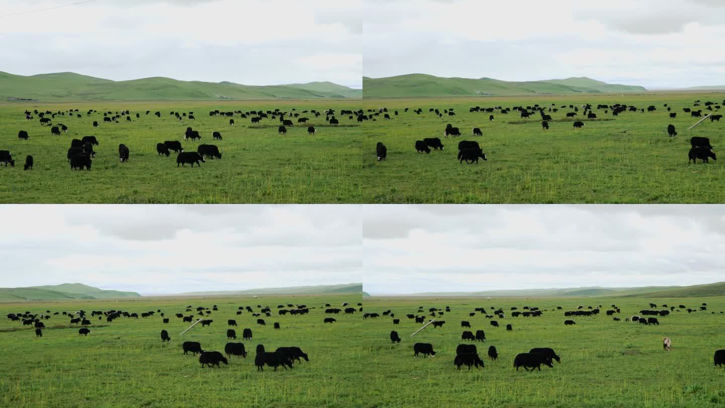 平原上的一群牦牛牦牛