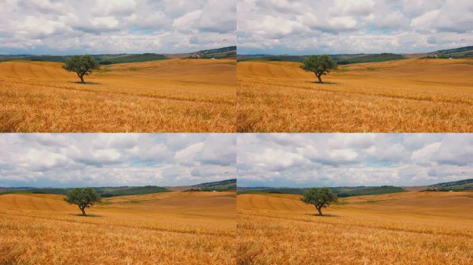 风景独树在阳光明媚，田园诗般的金色麦田，托斯卡纳