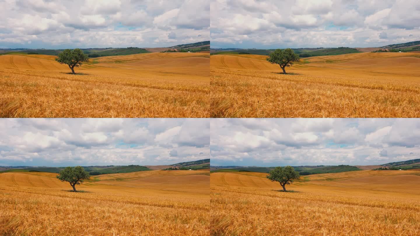 风景独树在阳光明媚，田园诗般的金色麦田，托斯卡纳