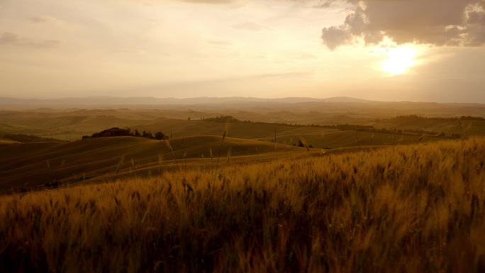 风景秀丽，田园诗般的景色，金色的小麦作物在美丽的托斯卡纳乡村
