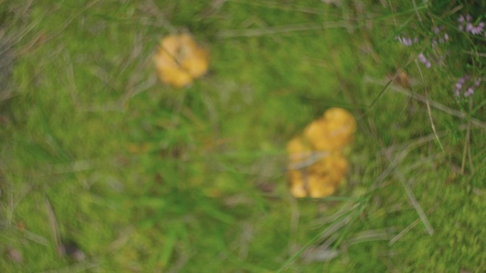 生长在森林苔藓中的野生鸡油菌