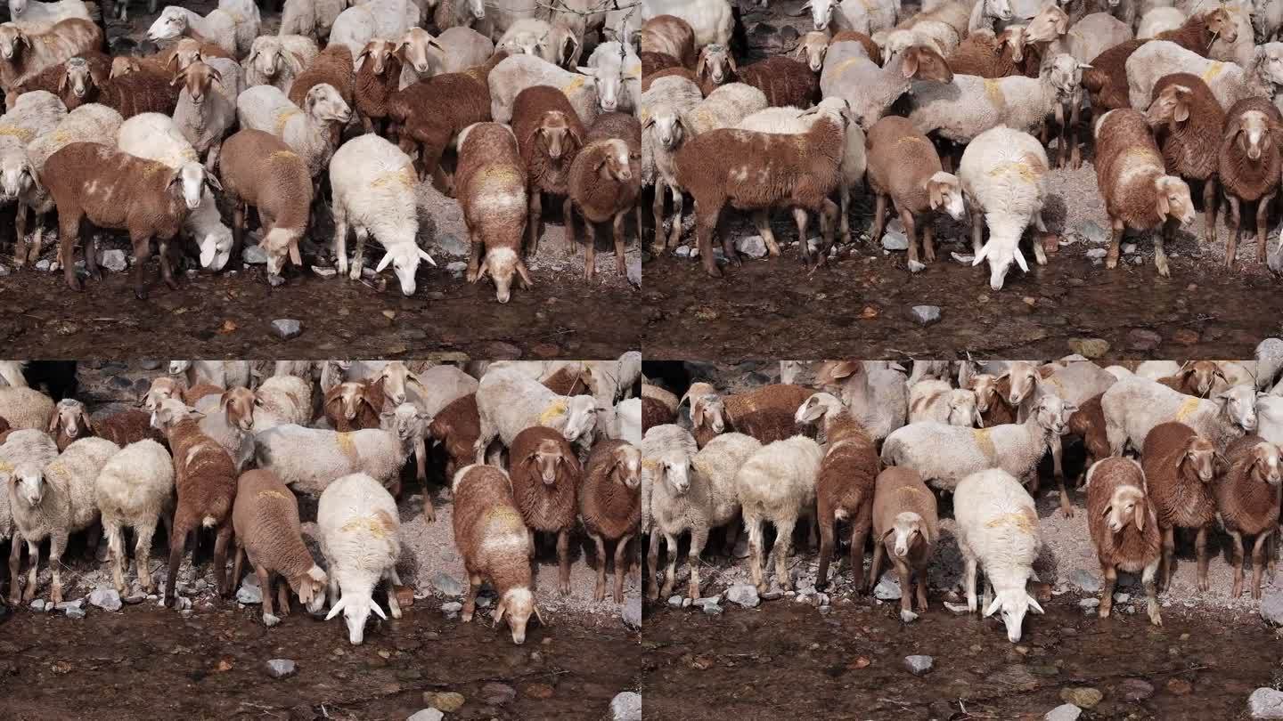 一群羊或公羊在水坑边喝山间河上的干净水