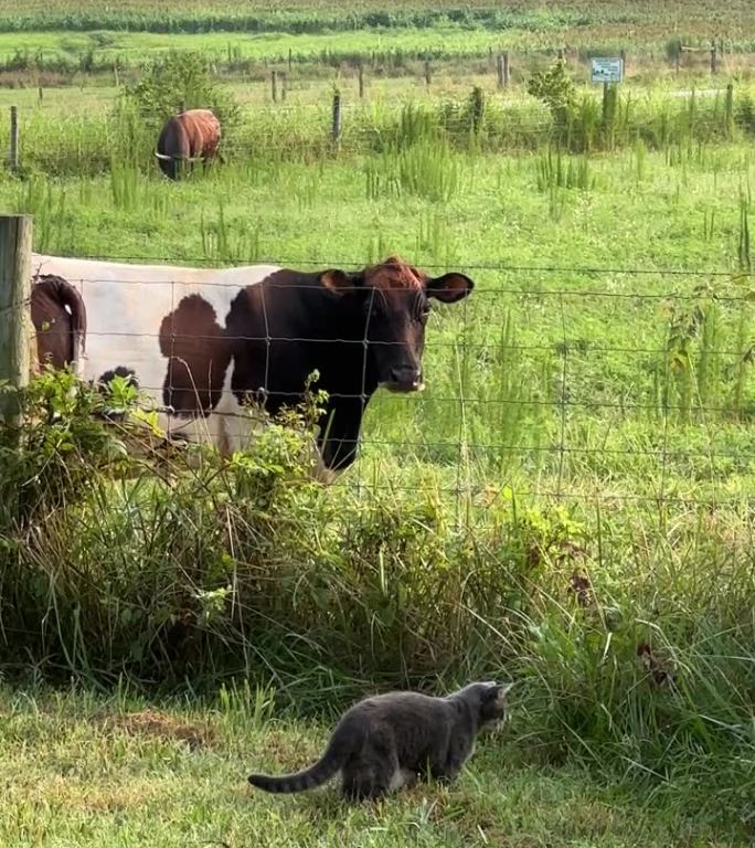 一头牛毫无兴趣地看着一只正在捉老鼠的灰猫，然后转身走开了。无聊的心情。对游戏不感兴趣