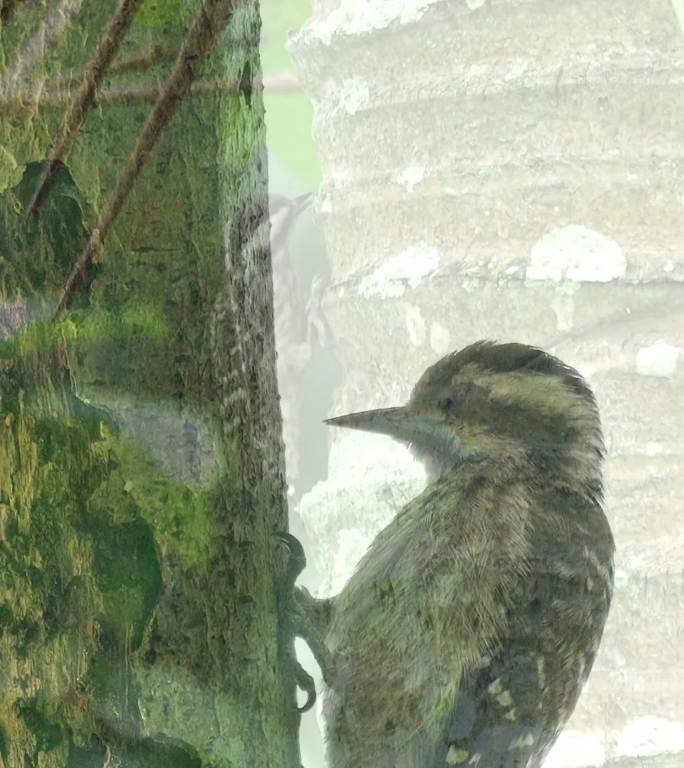 巽他啄木鸟啄木不息以物树干中虫类为食