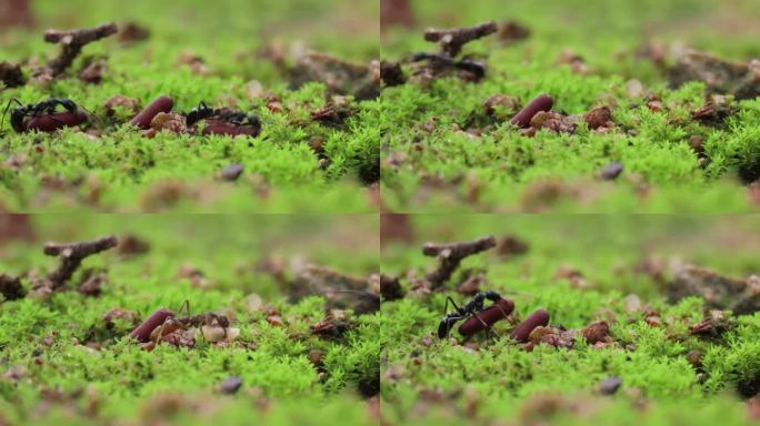 一群黑蚂蚁正在地上产卵