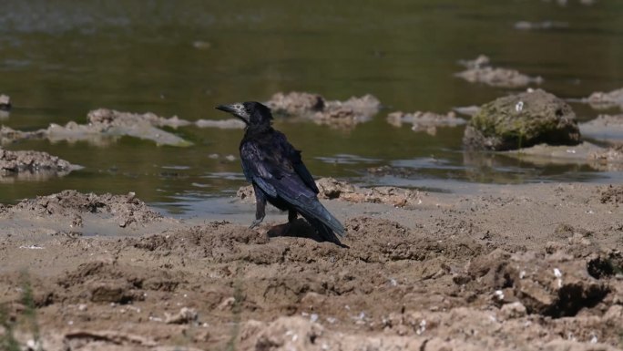白嘴鸦。一只鸟在湖上喝水。慢动作