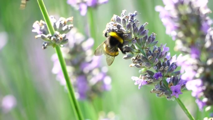 阳光下，大黄蜂在花园里一朵薰衣草花上。蜜蜂小心翼翼地从盛开的薰衣草地里收集花粉。枝干在夏日的微风中摇