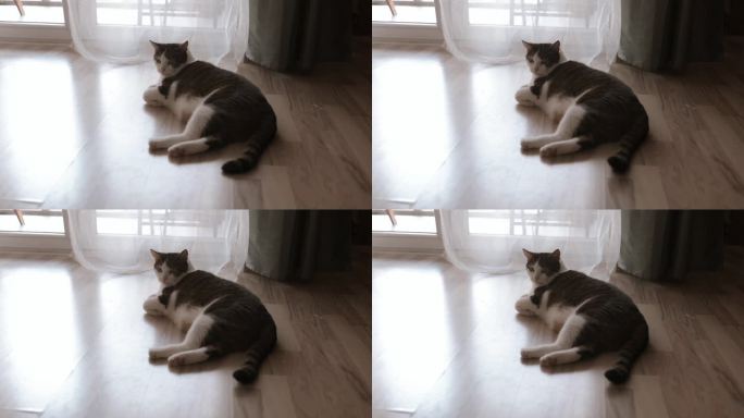毛茸茸的家猫，懒洋洋地躺在拼花地板上，睡觉，从一边到另一边，宠物生活