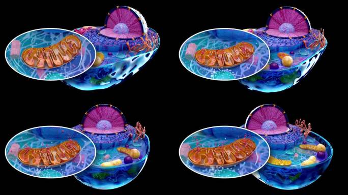 生物细胞和线粒体的4K抽象动画