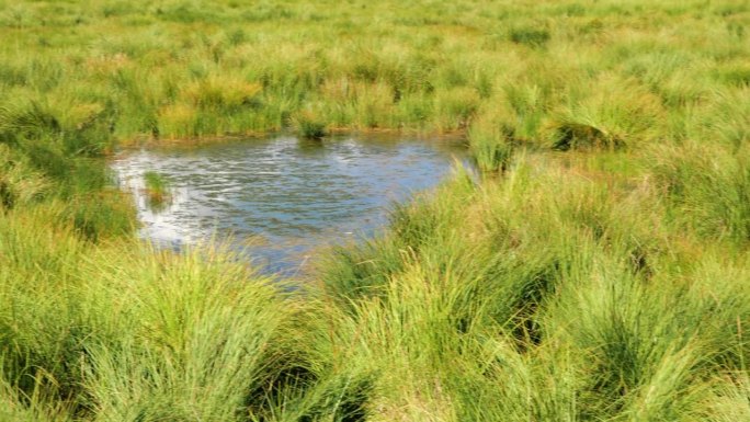 若尔盖国家湿地公园心形沼泽的全景图