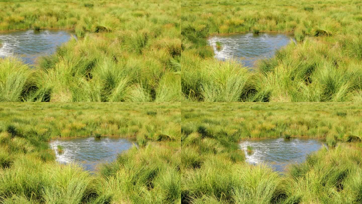若尔盖国家湿地公园心形沼泽的全景图