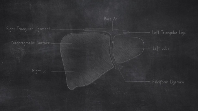 人体肝脏解剖手绘在黑板上
