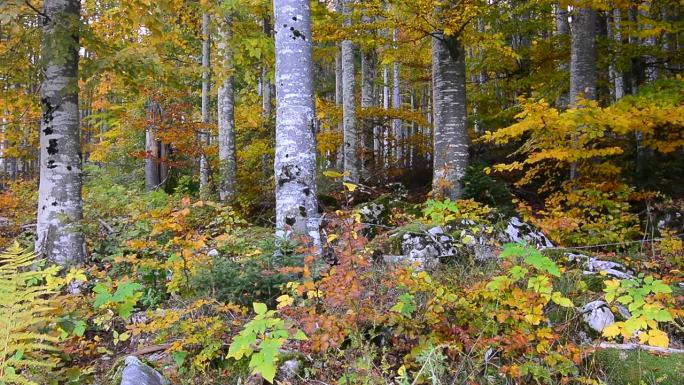 秋风的微风吹动了色彩斑斓的秋林