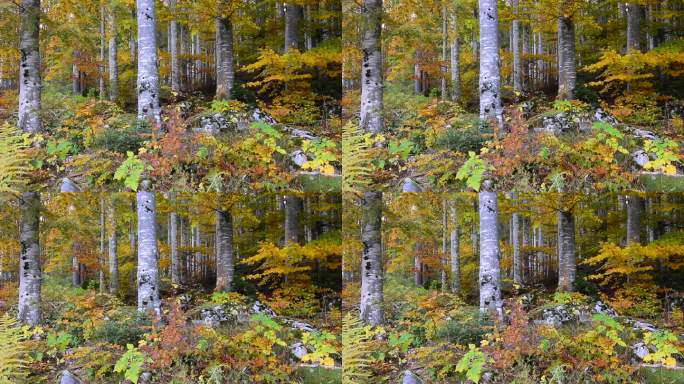 秋风的微风吹动了色彩斑斓的秋林