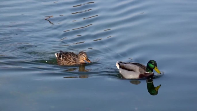 绿头鸭是一种涉水鸭。这是在德国慕尼黑的一个湖上游泳。
