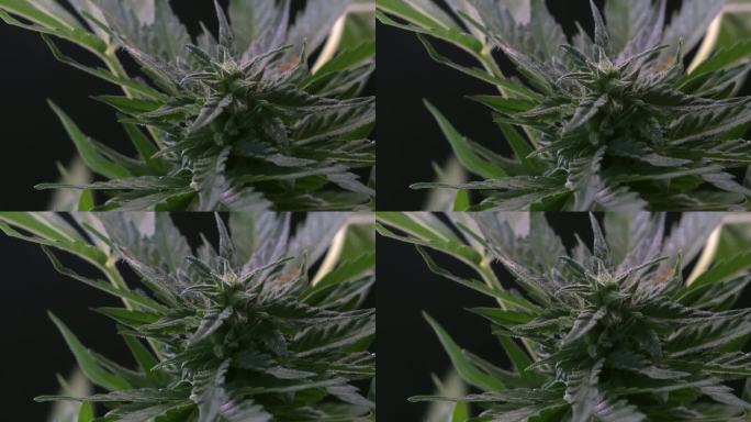 绿色的女性药用大麻植物叶子自然发育风。