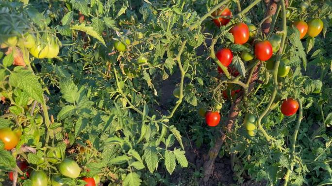 西红柿在花园里的灌木上成熟了。农业